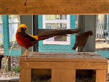 PRE-SALE 6 Dark Throat Golden Pheasant Hatching Eggs. April-May Ship