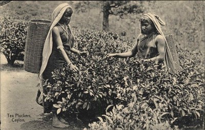 CEYLON SRI LANKA Tea Pluckers Sri Lankan Women Working Antique Postcard