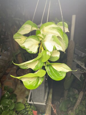 Rare Epripremnum Manjula Pothos indoor plant white and green variegated  leaves | eBay