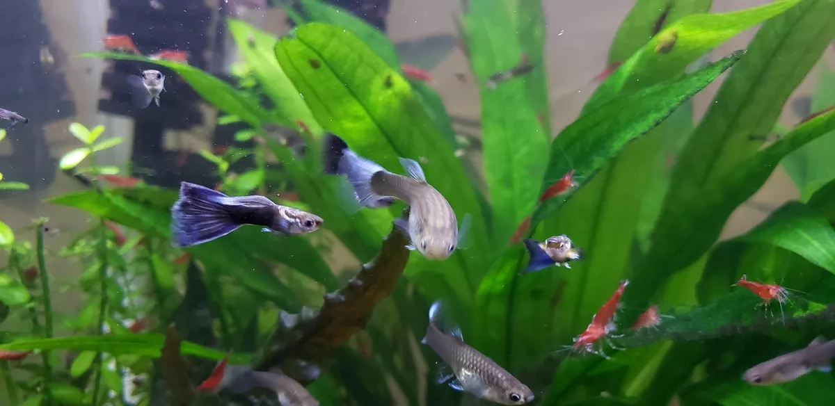 Blue Tuxedo Guppies eBay