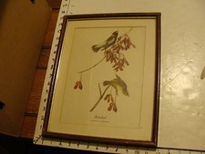 Vintage Audubon Framed Print bird: BOBOLINK dolichonyx oryzivorus