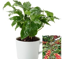 Granos de árbol de café arábica 10-110 semillas purificador de aire decoración de plantas de interior fácil crecimiento