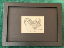 Shih Tzu - MATTED | FRAMED | READY TO GIFT - 1963 Vintage Dog Print