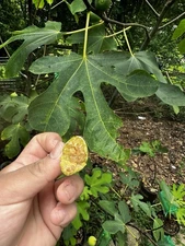 3 Cold Hardy fig Cuttings ( Lemon)