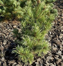 Blaugraue Zwerg Mädchen Kiefer Kusu Dama 25-30cm - Pinus parviflora