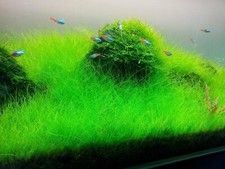 5 Dwarf Hair Grass Mini Clumps Eleocharis Parvula Clump Aquarium Plants  
