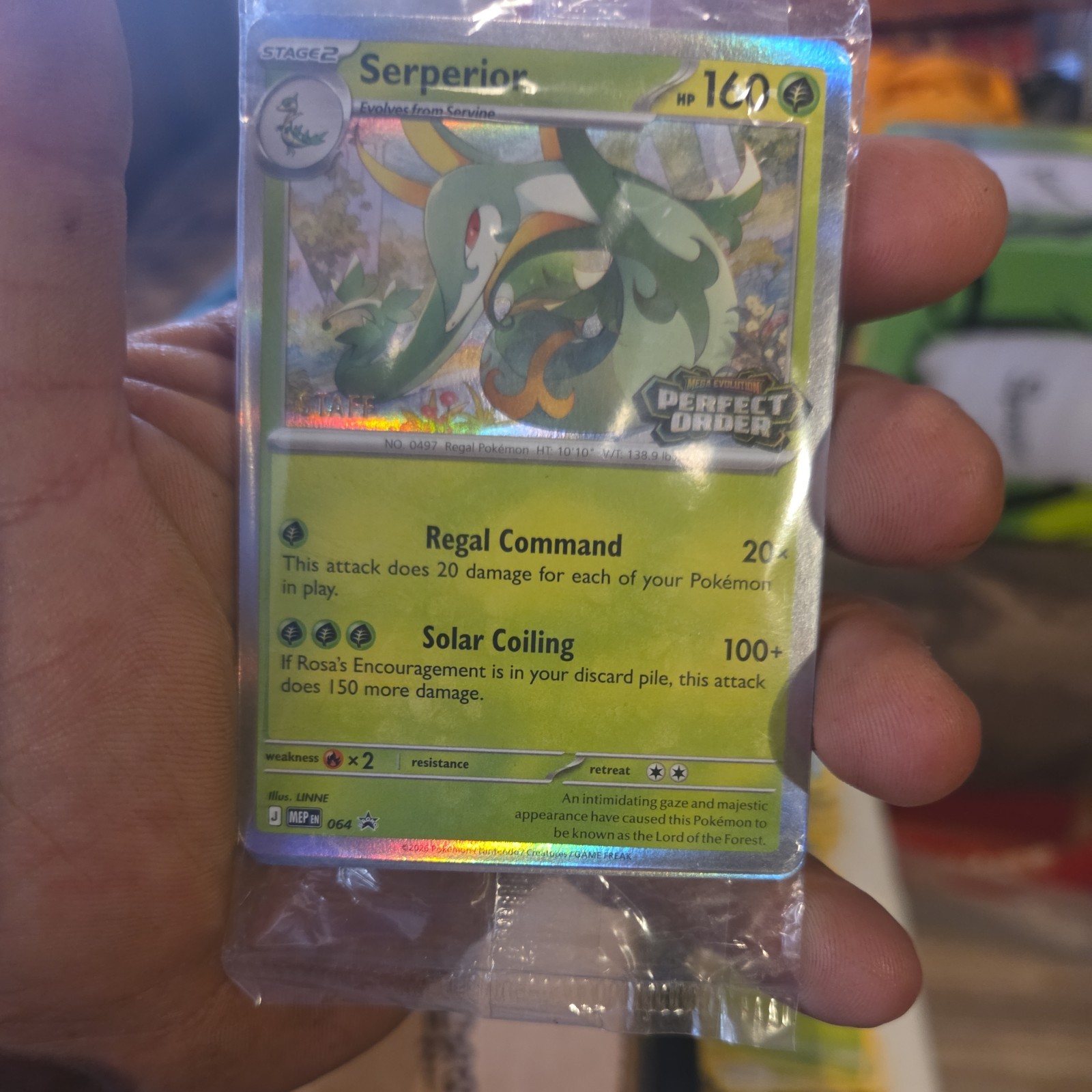 POKEMON PERFECT ORDER [STAFF] HOLO PACK MEGA EVOLUTION PROMOS SEALED & CENTERED