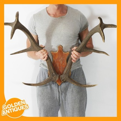 Großer Rothirsch Hirsch 10-Punkt Geweih Innendeko Taxidermie Wandmontage Plaqu