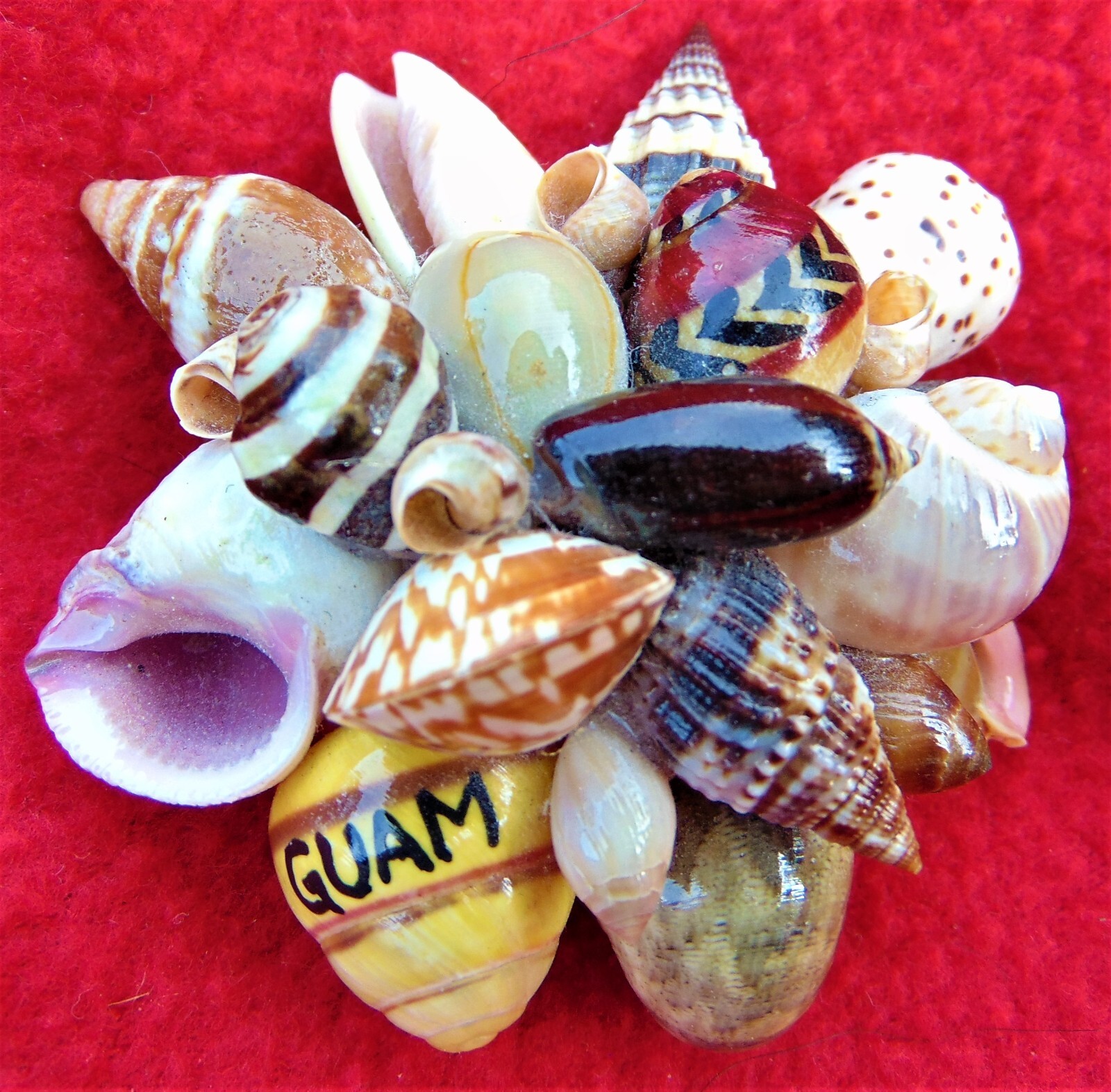 Shell Brooce SEA SHELL BROOCH ~ HANDMADE IN GUAM ~ BEAUTIFUL COLORED SHELLS ~ 2 1/2 ...