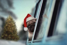 Pug Looking Out Car Window Box of 12 Cute Dog Nobleworks Christmas Cards