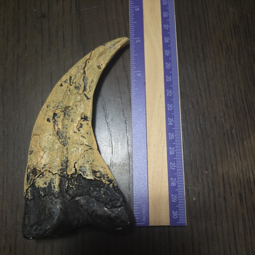 Museum Souvenir Raptor Claw Dinosaur Fossil Replica Resin Figurine 5”
