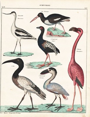 Flamingo Ibis Trompetervögel Psophia Säbelschnäbler birds Lithograph Oken 322185