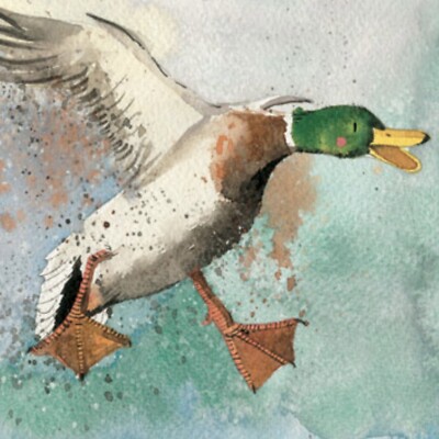 ALEX CLARK KARTE ~ ENTE ~ BRUCHLANDUNG ~ LEER