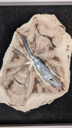 Texas Petrified Wood Sampler Plate, Palm Wood,Snakewood, Pocket Rot Oak, Termite - Picture 7 of 11