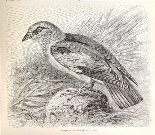 Old Antique Victorian Era Vintage 1895 Common Roller Engraved Bird Print - Picture 2 of 3