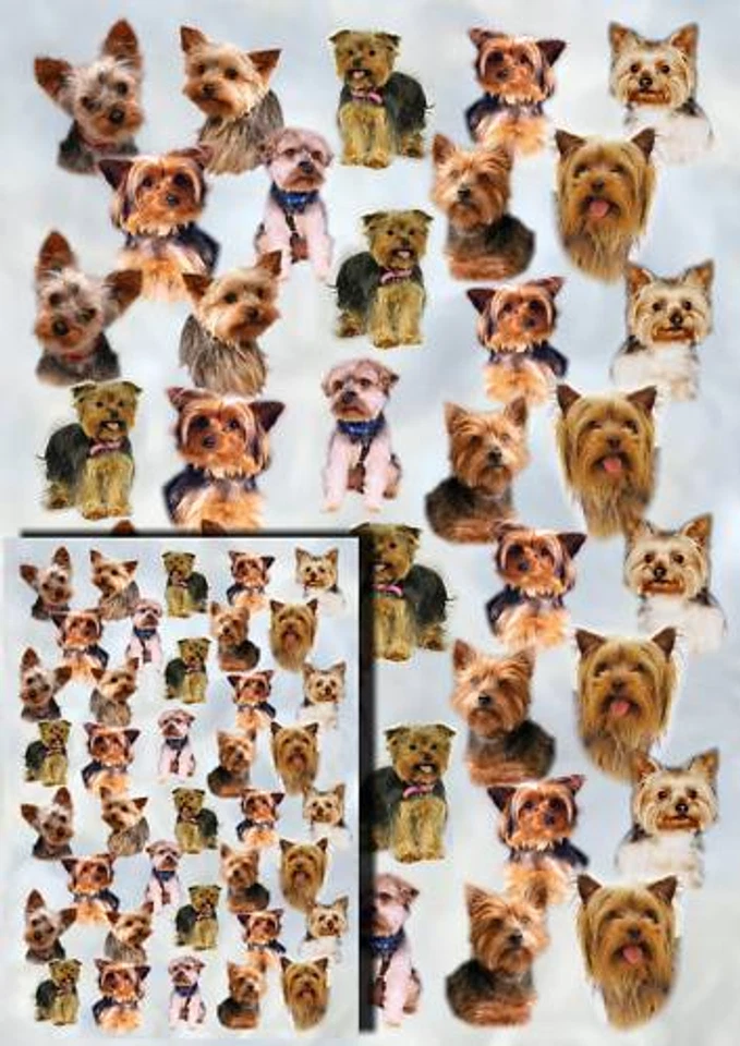 Yorkshire Terrier Dog Gift Wrapping Paper By Starprint - 1 sheet plus gift card