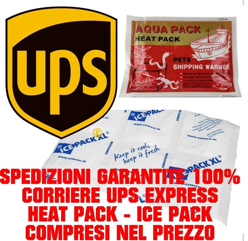 Neocaridina Palmata White Pearl Pack da 10 + Food Kit Gratuito - 2