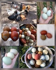 30 EasterEgger pastore di polli uova da cova greenger blu marans