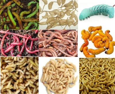 Fresh Live Fishing Bait Worms & Bugs - Alive Earthworm Nightcrawlers Fish Bait