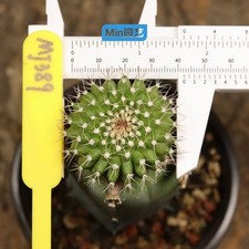 Rara pianta cactus Uebelmannia gummifera WYSIWYG boutique giardino G-rafted