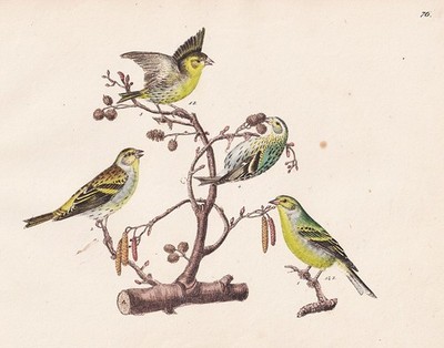 Zeisige Finchen Lemon Zeisig bird bird birds lithograph Strack 1825
