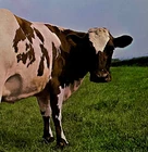 Vtg PINK FLOYD Album ATOM HEART MOTHER Record 1983 PRESSING Vinyl OG NEAR MINT!!