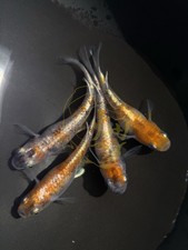 Kougyoku Medaka EGGS 10 2 Aka. Japanese Rice Fish. US Bred