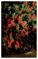 Postcard NATURE SCENE Pine Mountain Georgia GA f/01 AS8070