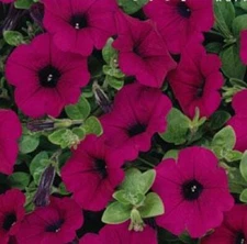 ~ Wave Classic PURPLE * Trailing Petunia * 20 Pelleted Seeds