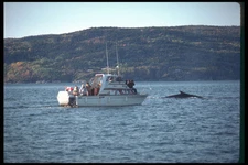 262047 Whales Petites Bergeronnes A4 Photo Print