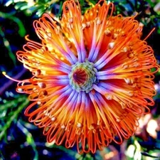 Lantern Fireworks Banksia ericifolia "Little Eric" Tree Seeds Flower Plant RARE
