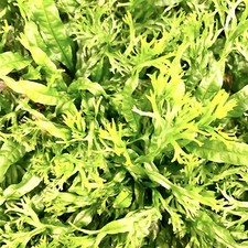 Microsorum Windelov Java Fern Windelov Live Aquarium Plants Easy Green