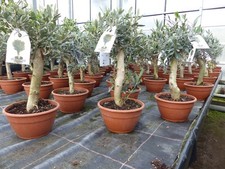 Olivenbaum Bonsai Formgehölz, Olive winterhart, Olea europaea 50 - 60 cm