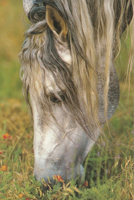 Andalusian mare at Chapel Creek Ranch in Texas, Medieval times horse postcard