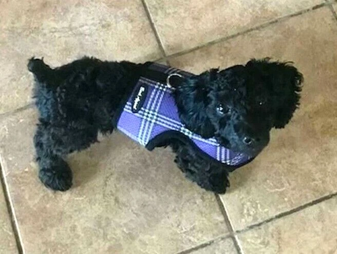 Dog Harness Wrap N Go Plaid Lavender Choke Free Mesh Large 18-22"
