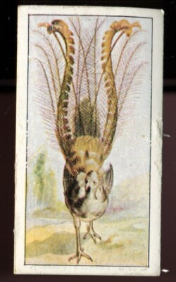 Tabakkarte, CWS, BRITISH & FOREIGN BIRDS, 1938, Lyre Bird, #44