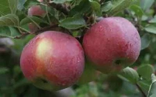 25+ Empire Apple Seeds for Garden Planting - USA - FREE SHIPPING!