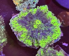 Ricordea Yuma mushroom 1.5” Live Coral  🌈