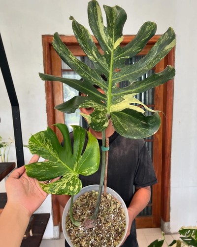 Monstera Oceana controted (deliciosa from) free Phytosanitary Cert