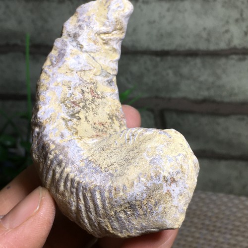 Rastellum Carinatum - Rare Oyster Shell Half Bivalve Sea Madagascar 139g a4182 - Picture 7 of 8