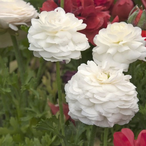 Easy to Grow Bulbs Ranunculus Buttercup Bulbs - Thumbnail 5