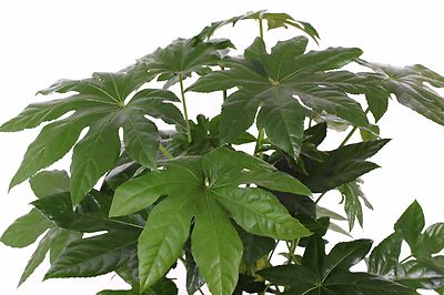 SAMEN Zimmer-Aralie Fatsia japonica seltene, immergrn Zimmerpflanze ! |  eBay