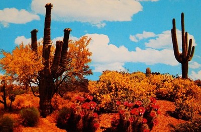 Vintage Postcard, SANTA ANA, CA,''Springtime In The Desert'',Saguaros,Palos Verdes