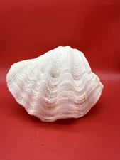 Large Clam Shell Tridacna Gigas Beautiful Specimen