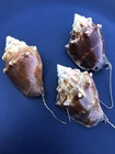 Conch Seashells (3) Sanibel Christmas Tree Ornament Sea Shell Beach Coastal In#4