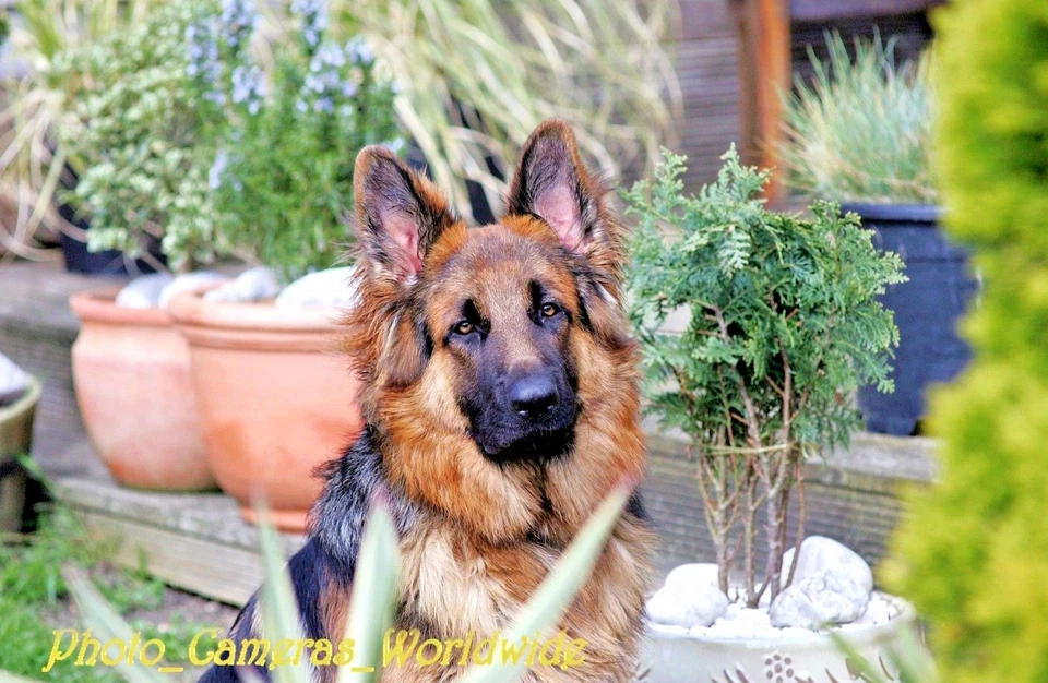 Carl ZEISS Jena DDR MC S SONNAR 1:3.5 f=135mm M42 + DIGITAL fit Telephoto Lens - Image 2 of 4