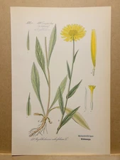 1886 ANTIQUE LITHOGRAPH ILLUSTRATION BOTANY FLOWER FLORA NATURE DECOR PICTURES RARE