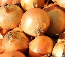 Organic Yellow Onion Seed, Heirloom, Fresh stock
