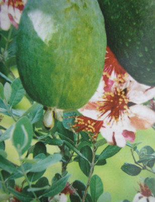 2x Acca sellowiana 'Mammouth+Triumph' - Ananasguave - Pflanze 80-110cm - Feijoa