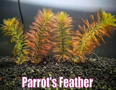 Parrot s Feather Parrot Feather Watermilfoil live aquatic plant parrotsfeather
